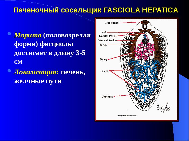 Марита печеночного сосальщика рисунок