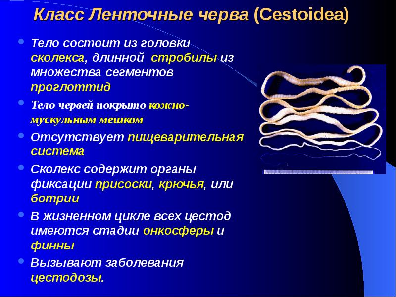 Ленточные черви презентация для медиков