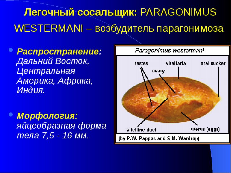 Легочный сосальщик презентация