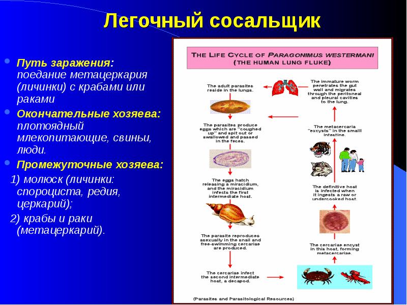 Печёночные сосальщики: диагностика и лечение