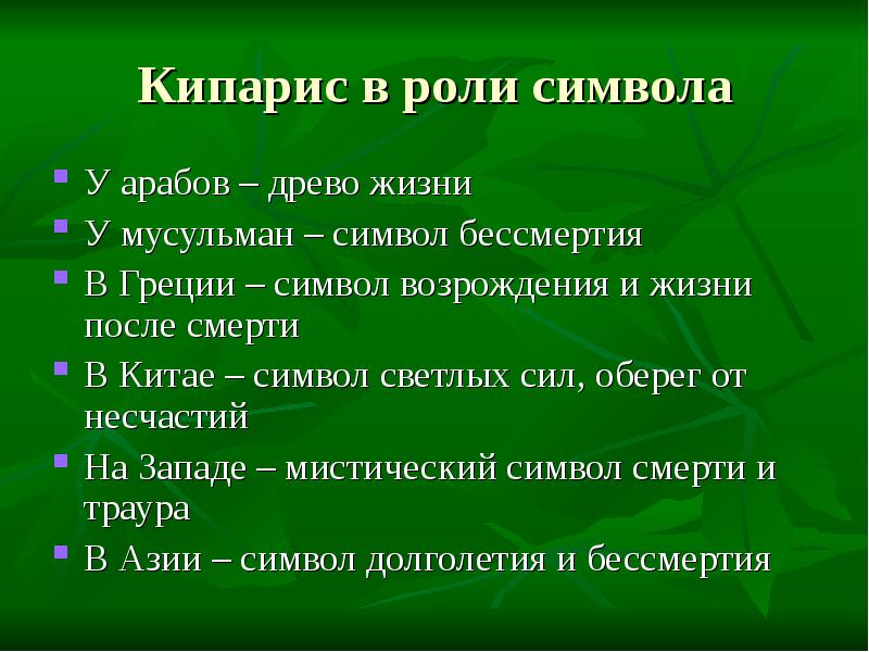 кипарис символ. туя западная побег. кипарис вектор. туя без фона. векторный кипарис.
