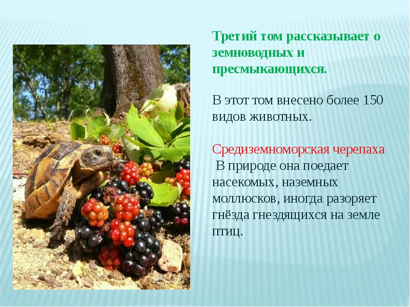 Средиземноморская черепаха внесена в красную книгу. Значение черепах в природе. Значения присмыкающих в природе и жизни человека. Плюсы и минусы поедания насекомых.