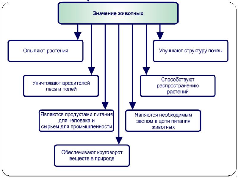 Общая характеристика царства животные 5 класс биология презентация