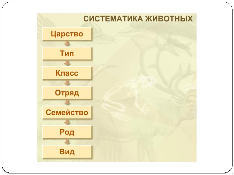 Укажите правильную схему классификации животных вид род семейство отряд класс тип