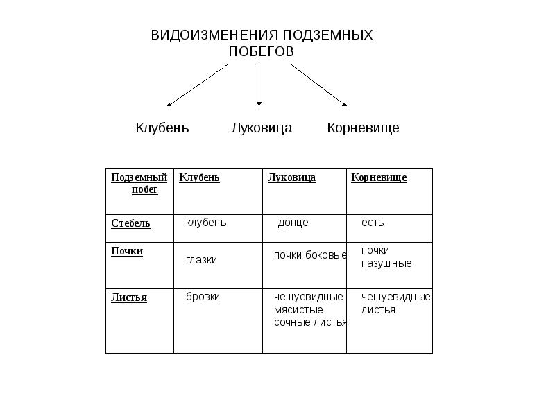 Занесите полученные. Таблица видоизменение побегов биология 6 класс. Видоизменения стебля таблица. Таблица видоизменения побегов 7 класс биология. Видоизмененные побеги таблица.