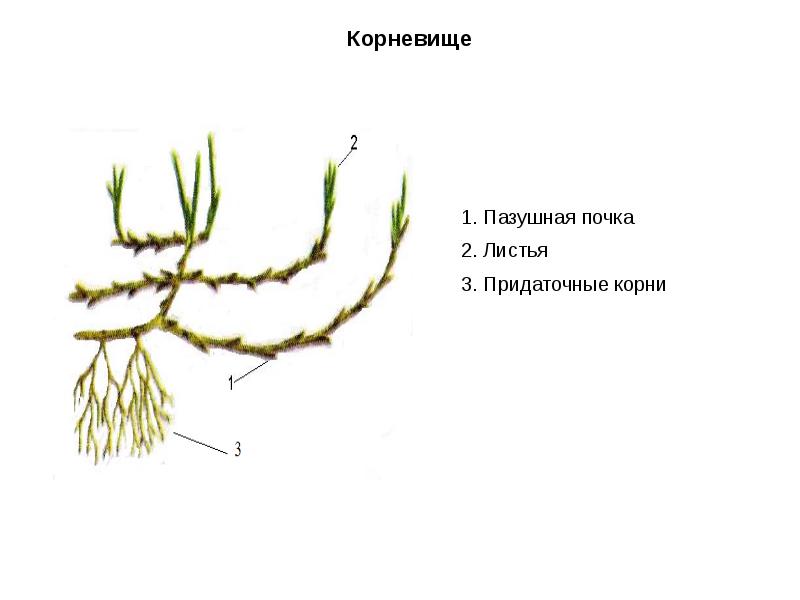 Зарисуйте растение пырея отразив на рисунке надземную и подземную части