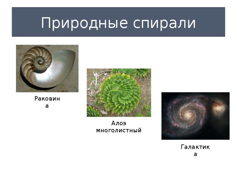 Числа фибоначчи презентация