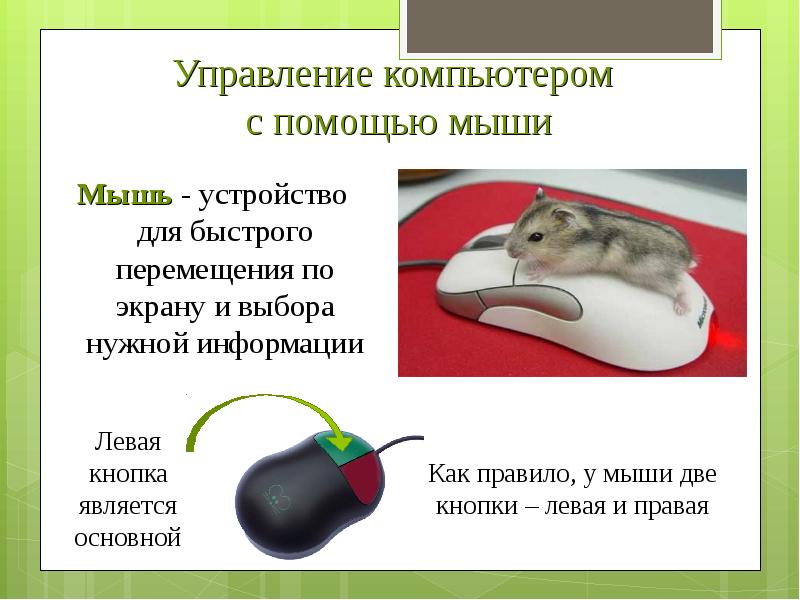 Мышь предложения. Управление компьютером с помощью мыши. Части компьютерной мышки. Компьютерная мышь описание. Компьютерная мышь для презентации.