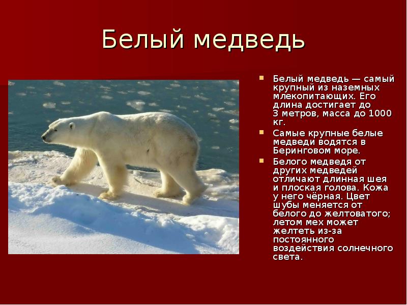 Почему белого медведя занесли в красную. Белый медведь красная книга. Белый медьведькрасная книга.