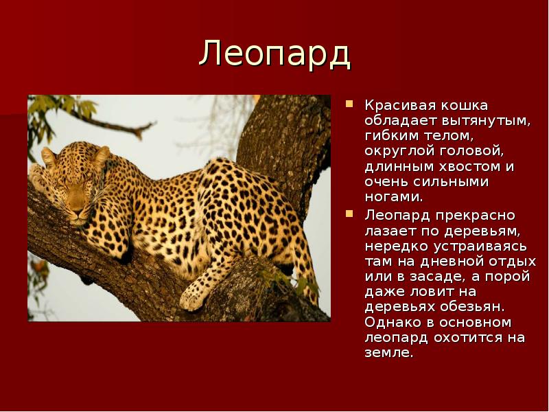 Презентация о леопарде