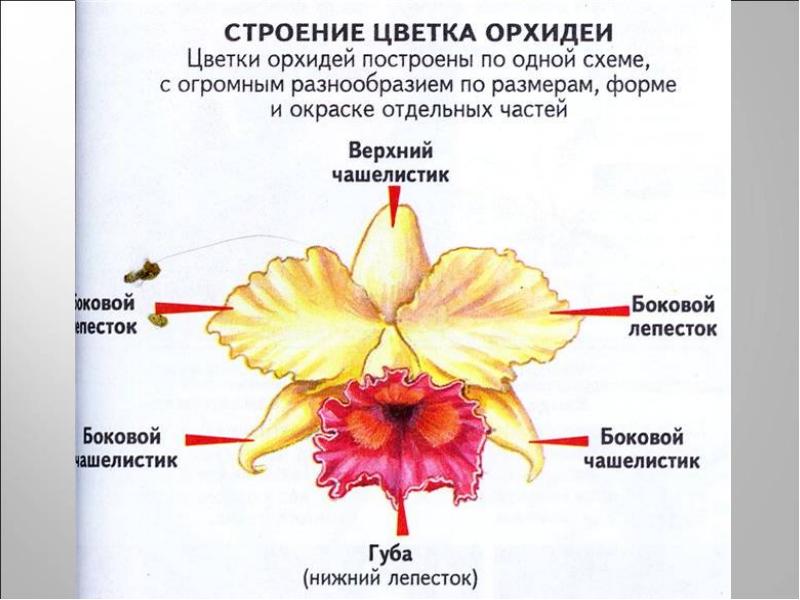 Формы цветов орхидеи