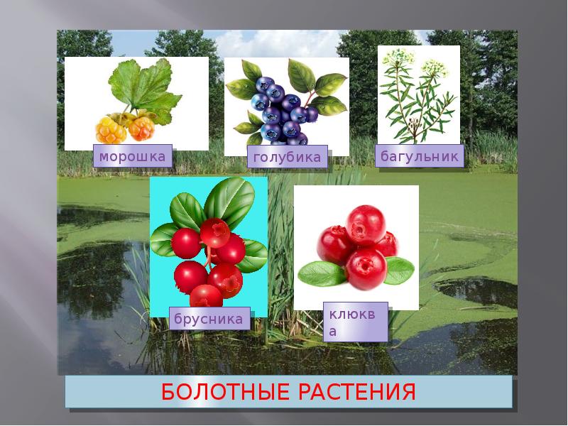 Экосистема болота презентация