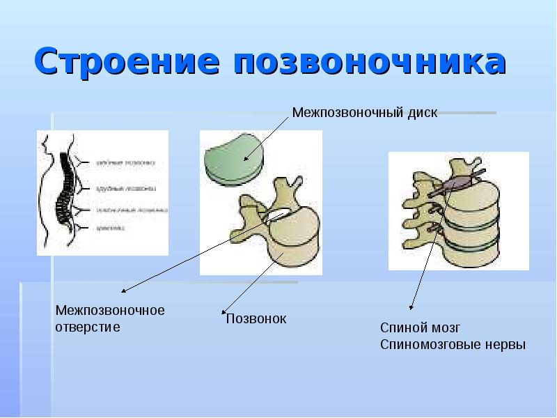 Отличительная особенность строения позвоночных