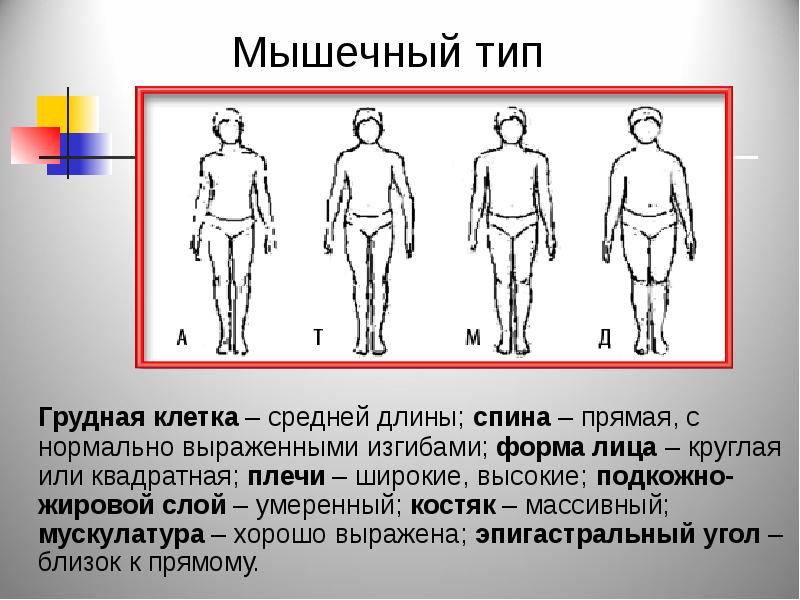 Мышечный тип. Типы телосложения астеноидный торакальный. Дигестивный Тип. Торакальный Тип Конституции. Дигестивный Тип Конституции.