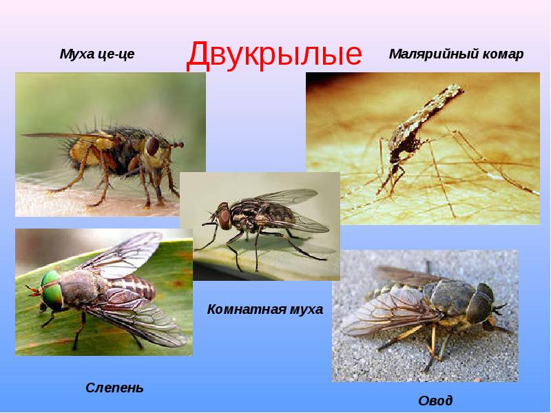 Муха насекомое виды. Отряд насекомых Двукрылые представители. Отряд Двукрылые комары. Муха Овод и слепень. Овод, слепень, жигалка.