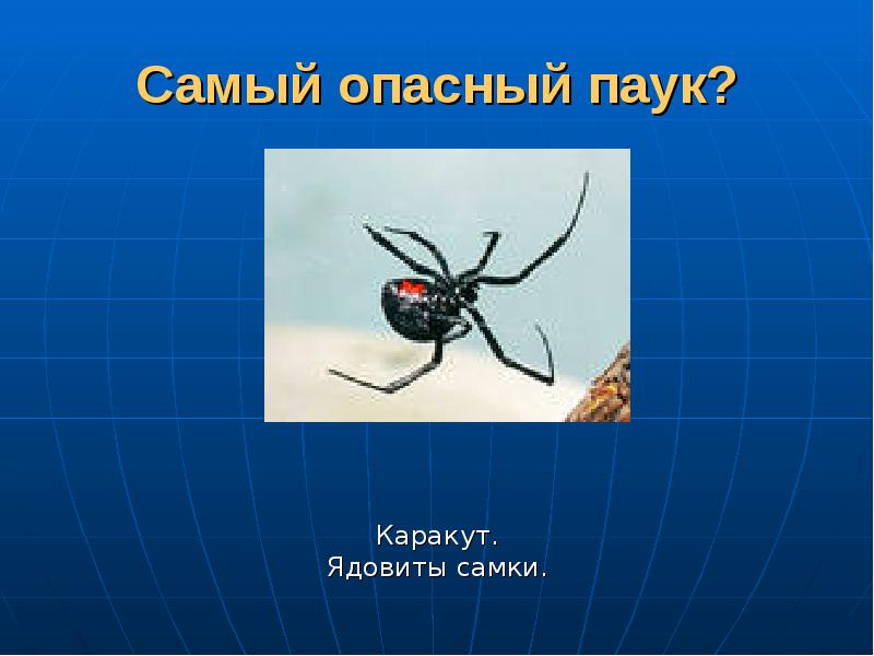 Ядовитый паук, 8 букв, первая буква Т — кроссворды и …