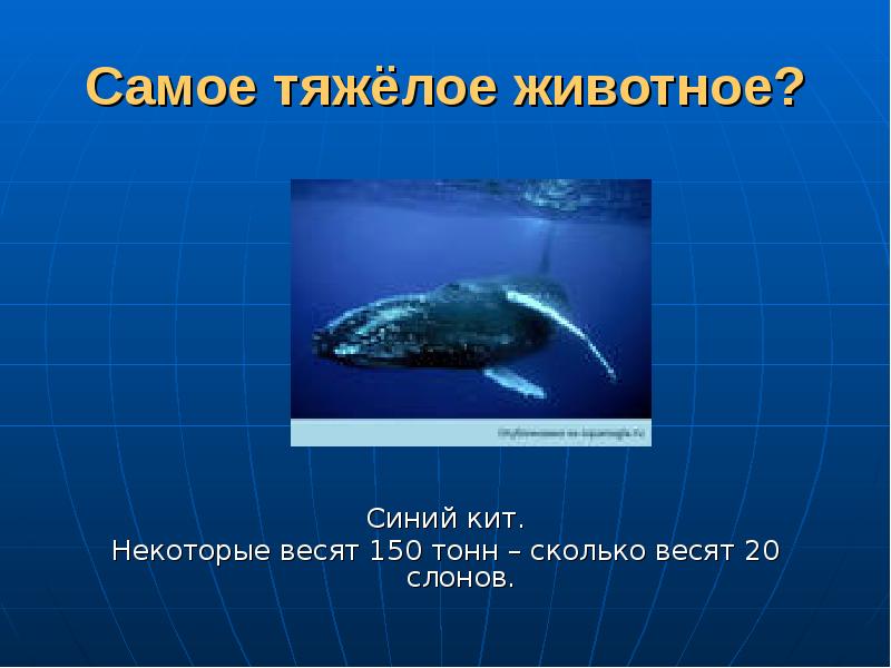 Сердце синего кита весит семьсот килограммов. Сколько весит синий кит. Синий кит вес. Сколько весит кит. Синий кит ≈ 150 тонн.