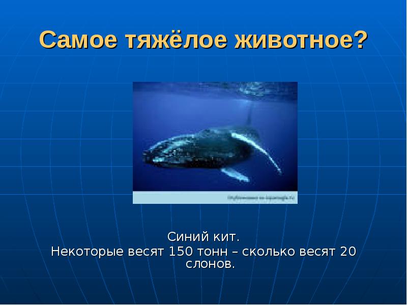 Сколько весит самый большой кит. Сколько весит синий кит. Синий кит вес. Кит 150 тонн. Сколько весит кит.