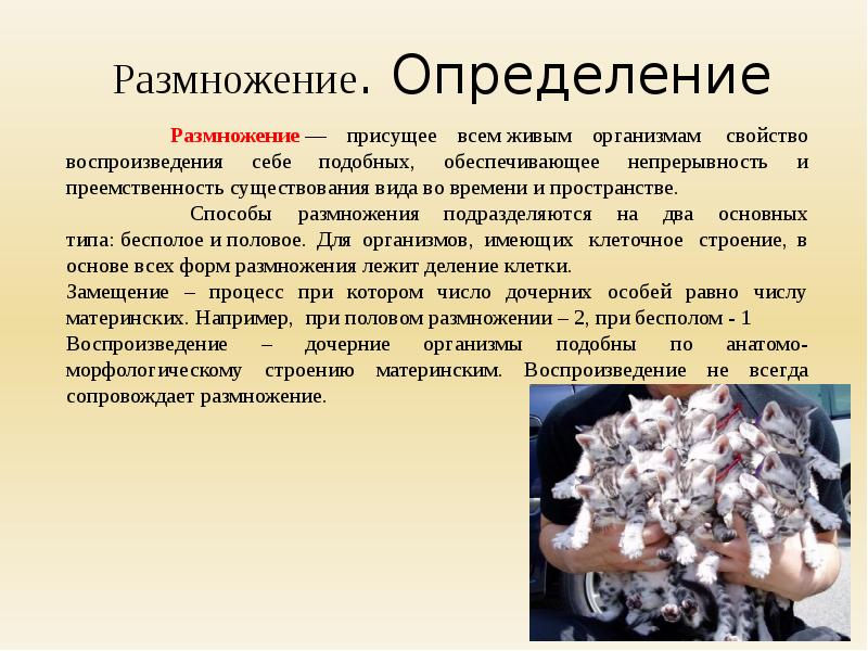 Размножение это процесс. Размножение определение. Дайте определение размножение. Размножение биологическое определение. Термины по размножению биология.