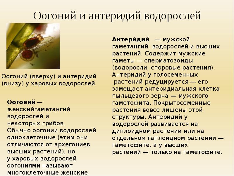 Антеридии. Антеридий. Оогонии. Антеридий это в биологии. Антеридии и оогонии у грибов.