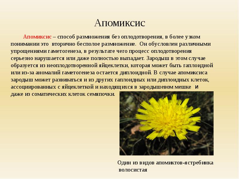 Вторично это. Апомиксис. Апомиксис у растений. Апомиксис у цветковых растений. Апомиксис одуванчика.