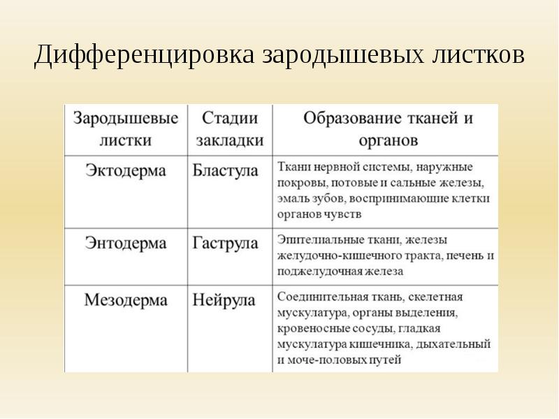 Зародышевые листки и их производные рисунок