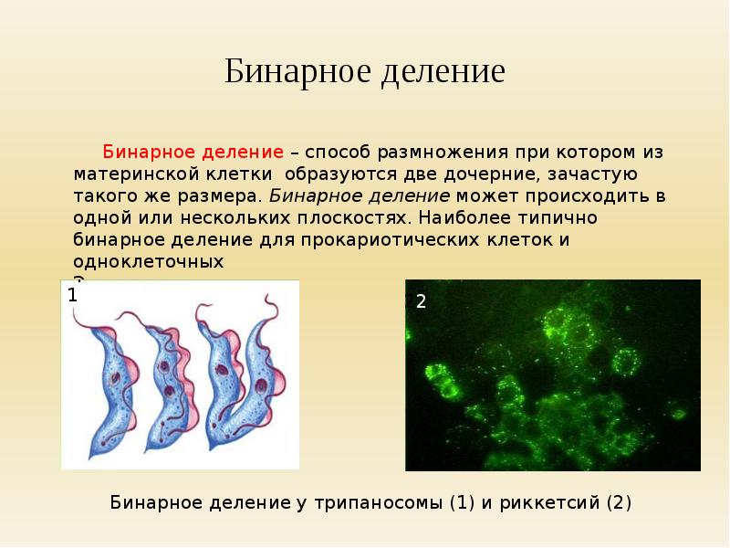 Происходит одно деление