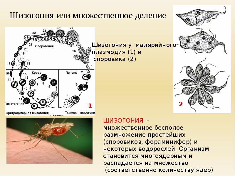 Какой цифрой обозначен на рисунке орган человека в котором размножается малярийный плазмодий