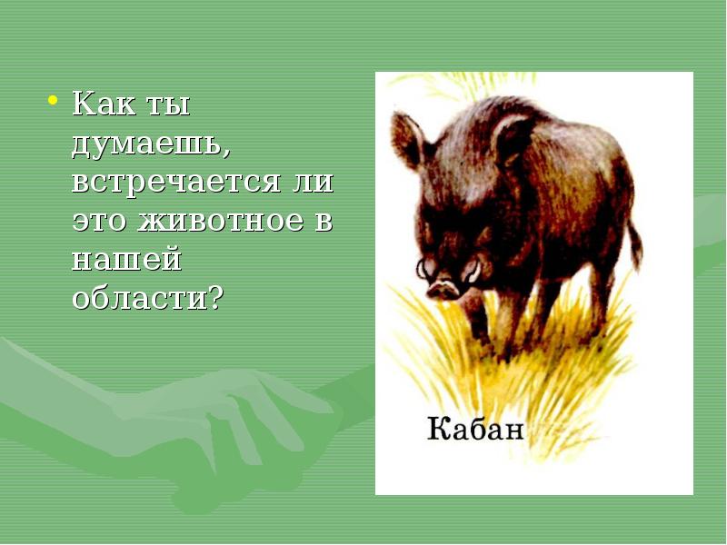 Животные владимирской области презентация