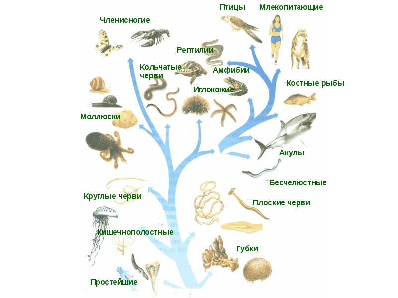 Группы позвоночных