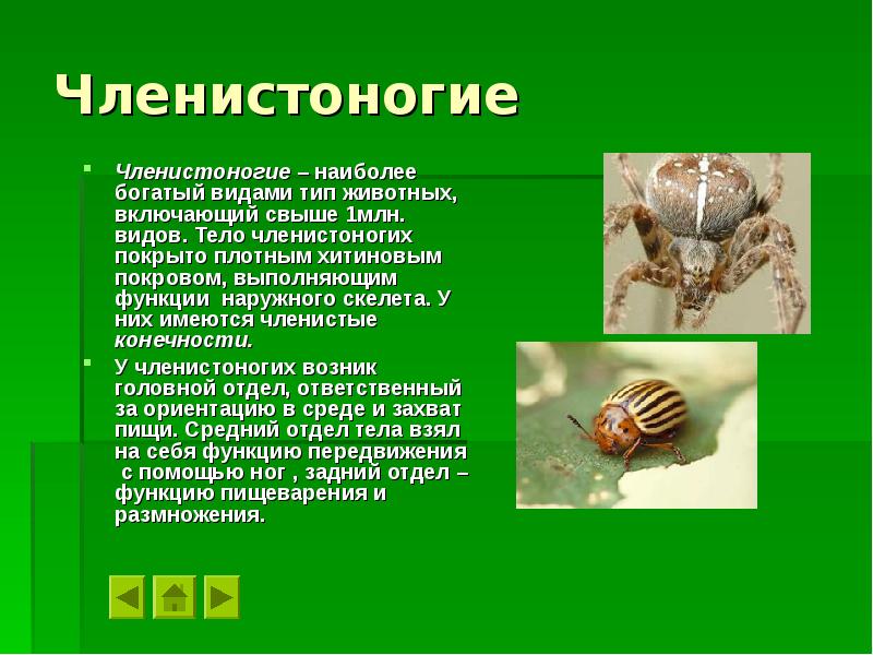 На каком рисунке изображено животное у которого нет наружного хитинового скелета