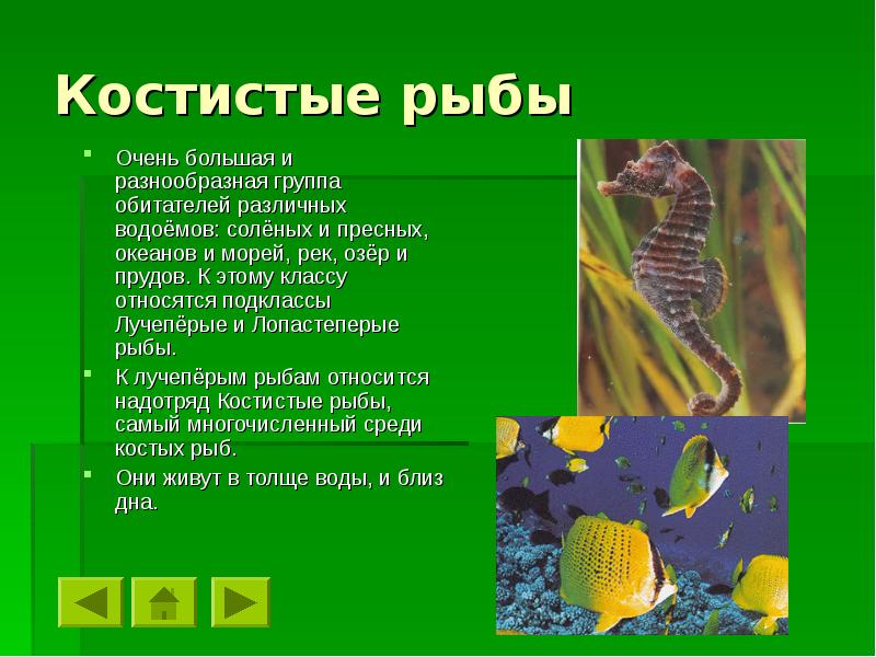 Рыбы обитатели водоемов 2 класс школа 21 века презентация