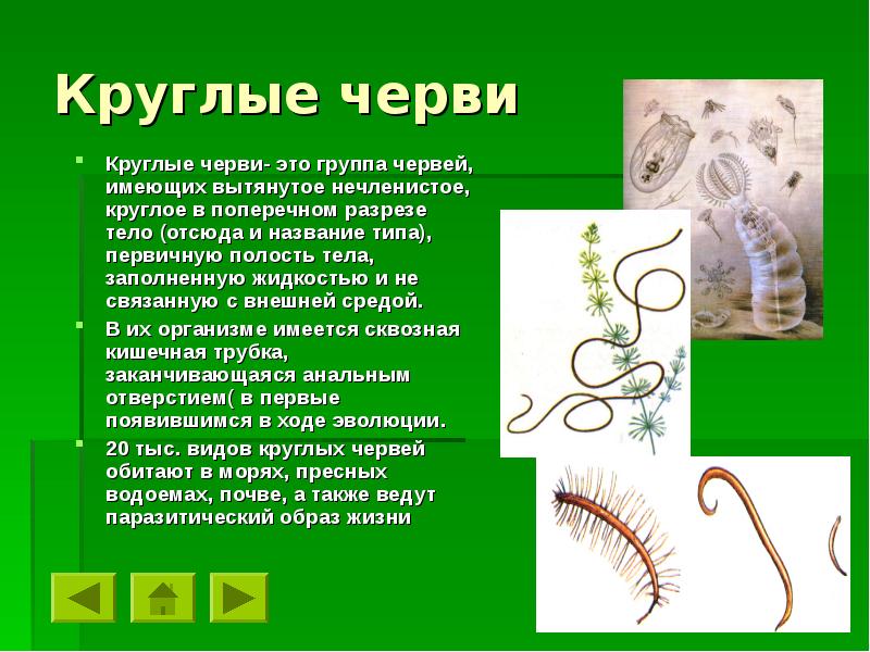 Тело нечленистое округлое. Тема круглые черви 7 класс кратко. Биологии 7 класс тема типы круглые черви. Свободноживущие круглые черви представители. Образ жизни круглых червей.