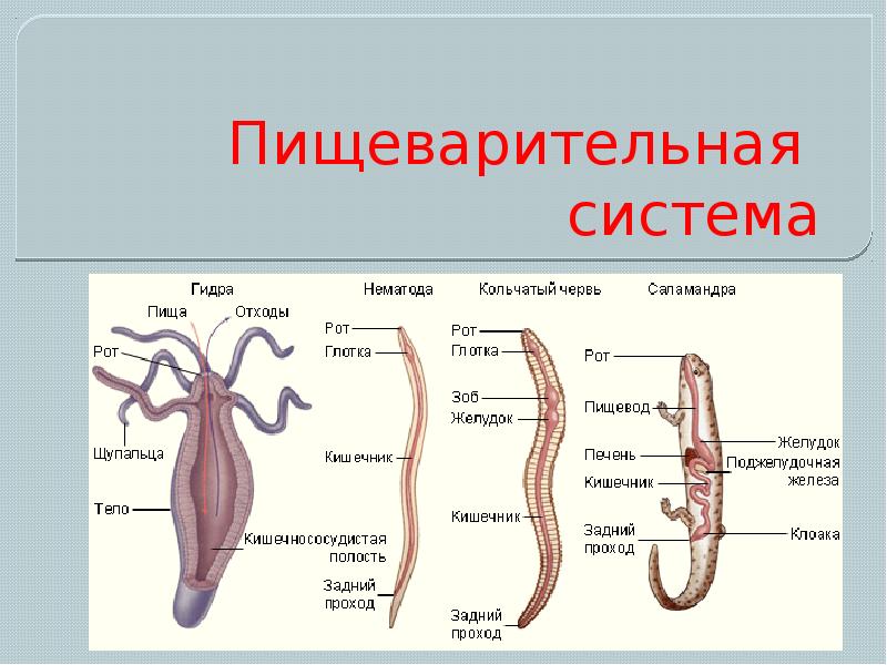 Пищеварительная система животных. Система органов пищеварительной системы животных. Пищеварительная система органов беспозвоночных животных. Эволюция пищеварительной системы позвоночных животных таблица. Эволюция органов пищеварения беспозвоночных.