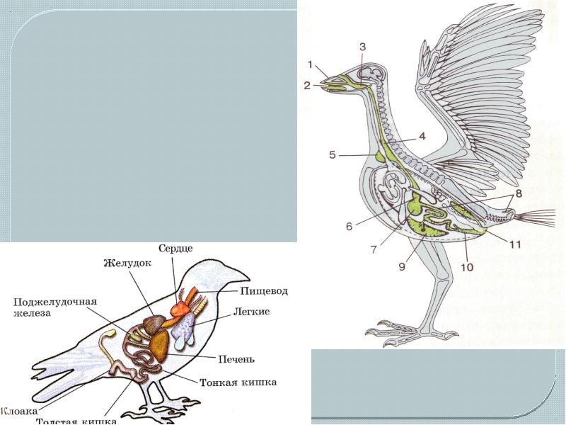 Схема строения пищеварительной системы птиц