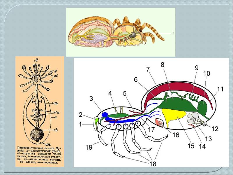 Замкнутая пищеварительная. Пищеварительная система паука схема. Пищеварительная система паукообразных схема. Органы пищеварительной системы паука. Эволюция пищеварительной системы членистоногих.