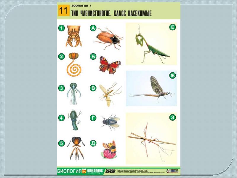 Биология 2. Биология Edustrong. По курсу биология насекомые. Нижневартовск насекомые биология. Задание 11 биология комар.