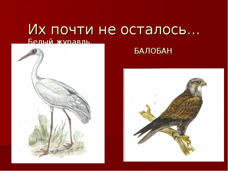 Растения и животные красной книги и рисунки