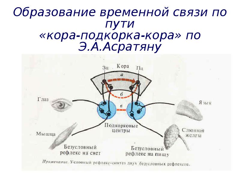 Временно образование. Схема образования временной связи условного рефлекса. Образование временной связи по пути кора подкорка кора. Рефлекторный свет. Как образуется временная связь.