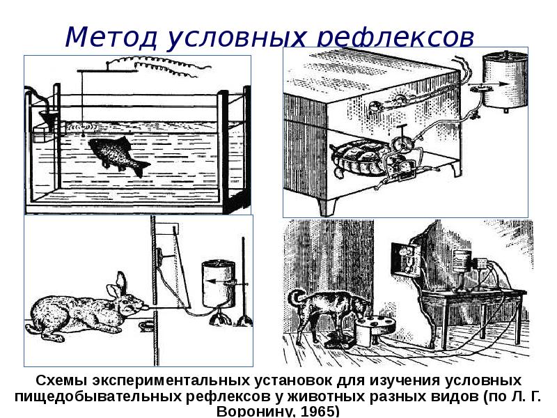 Схема выработки условного рефлекса по павлову