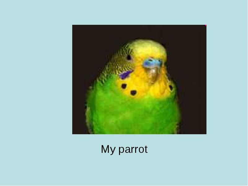 My parrot перевод. Сочинение about my Parrot. I am sure that the Parrot is Clever Pet. I've got a Parrot his name is Gosha.