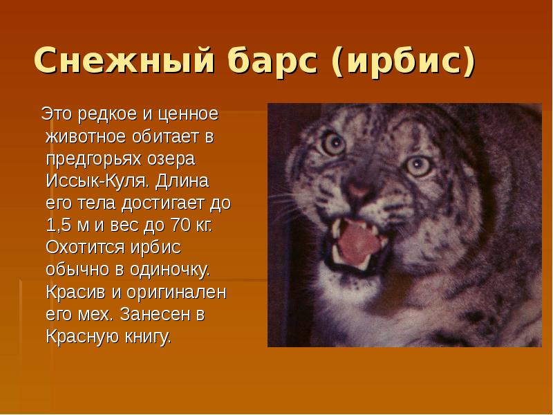 Окружающий мир редкое животное. Животные красной книги Кыргызстана. Презентация о редких животных. Презентация на тему редкие животные. Исчезающие виды животных в Кыргызстане.