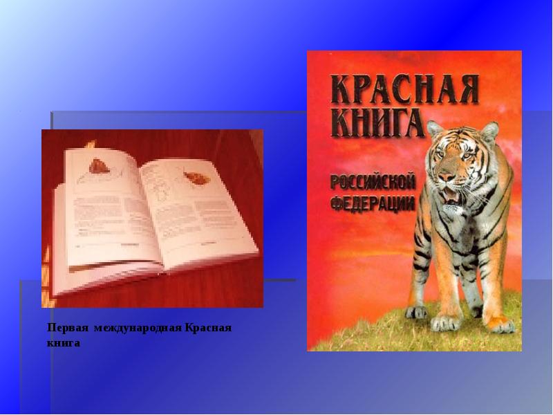 Страница красной книги рисунок