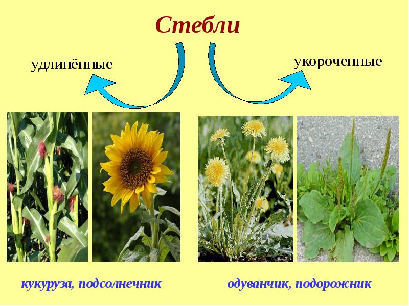 Подорожник удлиненный или укороченный. Удлиненные и укороченные стебли. Короченные и удлененныестебли. Укороченный стебель. Укороченные виды стебля.