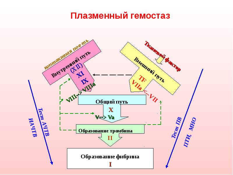 Схема коагуляционного гемостаза