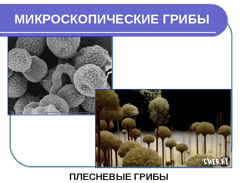 Микроскопические грибы презентация