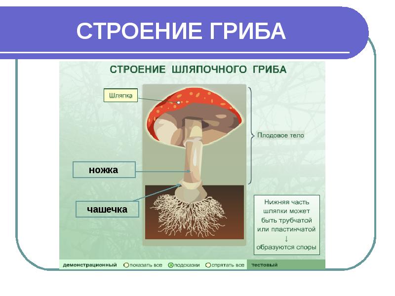 Шляпный гриб рисунок строение