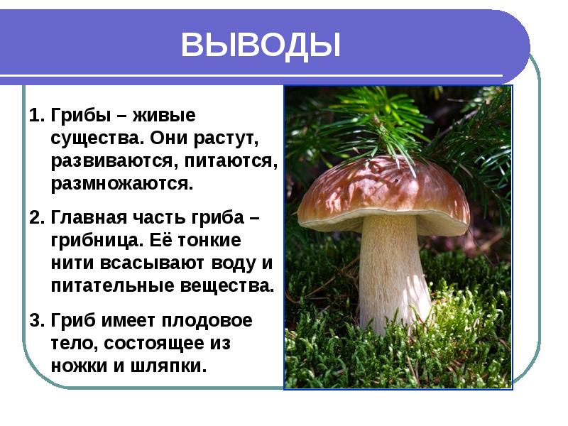 Проект по грибам