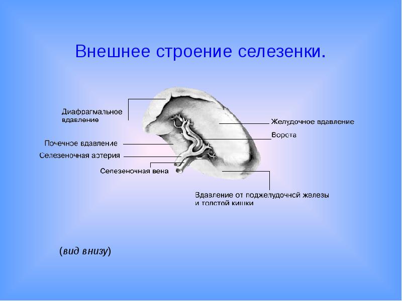 Строение селезенки человека фото с описанием