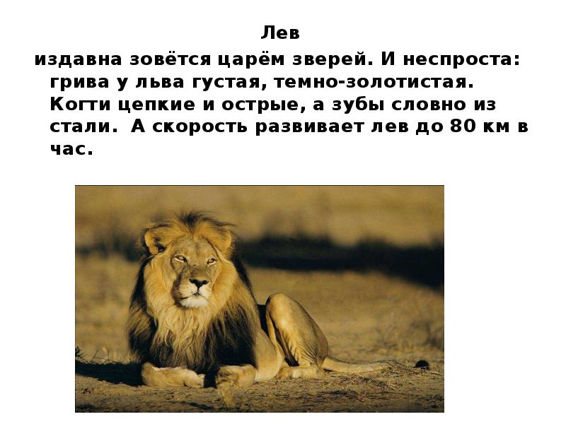Чтобы быть царем зверей. Лев царь зверей. Скорость Льва. Лев Король зверей.